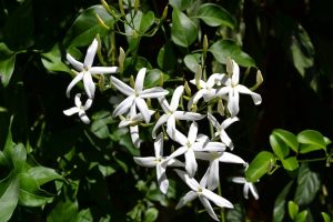 fragrances AVEL library 22 αρώματα