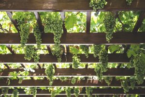 Wine Additives AVEL grapes 4 οινολογικά πρόσθετα